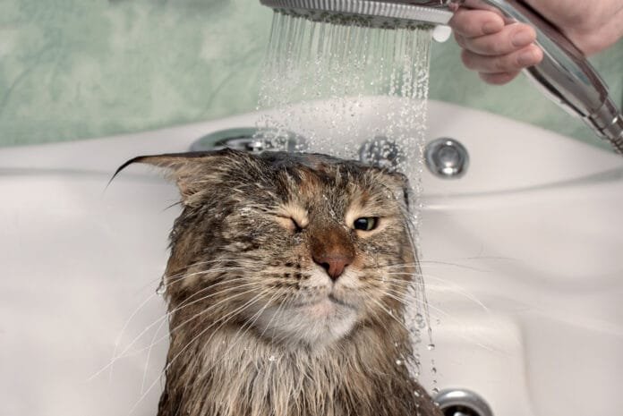 Rotina dos felinos: gato precisa tomar banho?