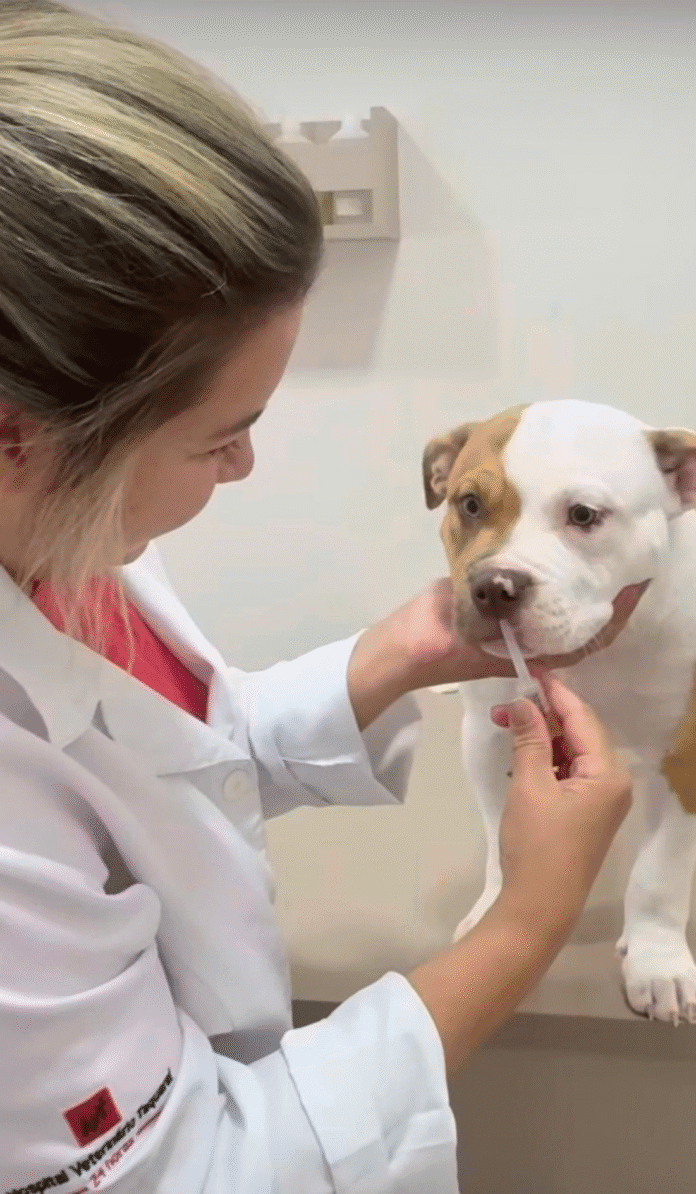 Amanhã é dia de vacina! Proteja seu pet e garanta a saúde dele