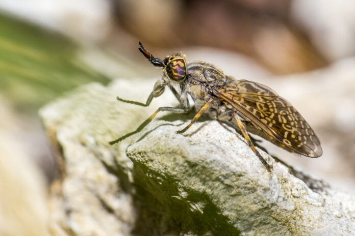 O mistério das cigarras: por que elas cantam? 