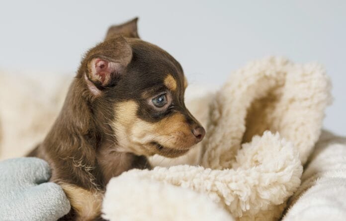 Bebês pets: nossas crianças de quatro patas