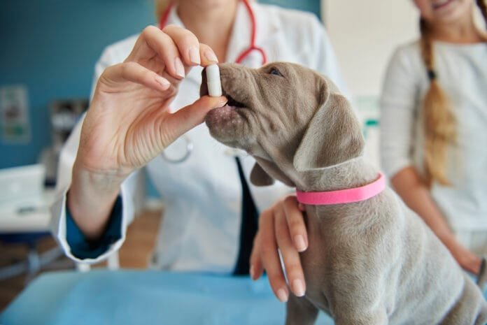 Pets e comprimidos: desafio diário para tutores