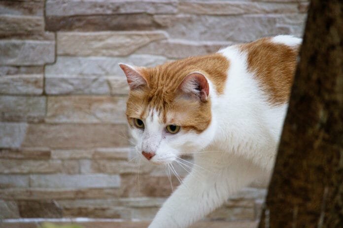 Subdiagnóstico torna doenças articulares ainda mais desafiadoras em gatos