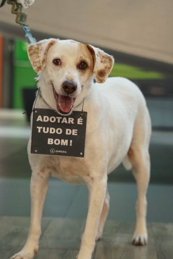 Adoção de pets movimenta o Paseo Alto das Nações em parceria com o Instituto Ampara Animal
