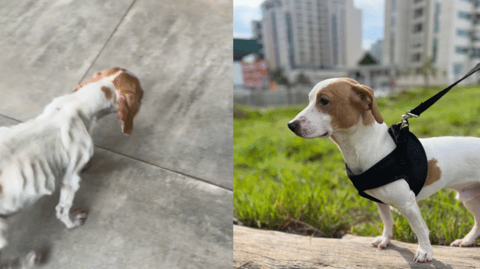 Tunico: o vira-latinha que emocionou o Brasil e mostrou que o amor transforma