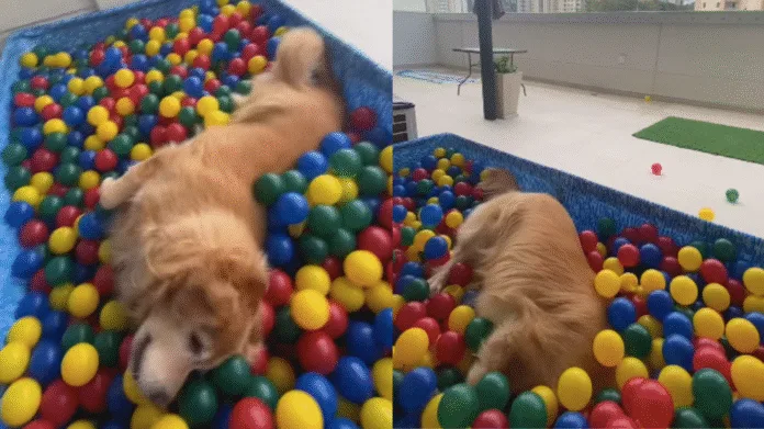 Golden viraliza ao ganhar aniversário com piscina de bolinhas e vídeo encanta a internet