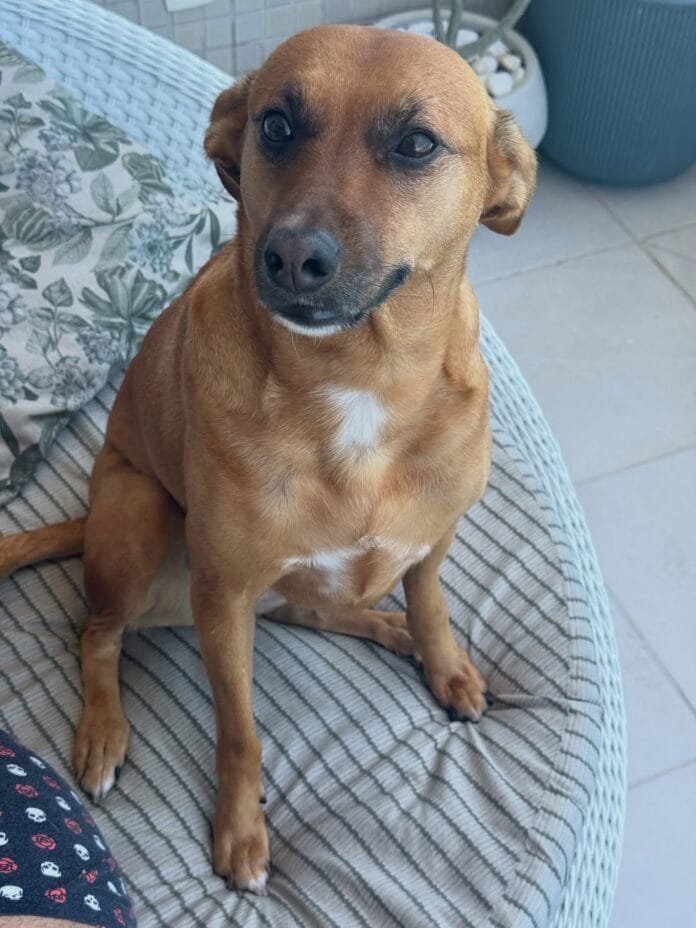 Você também fala com seu cachorro como se fosse um bebê?