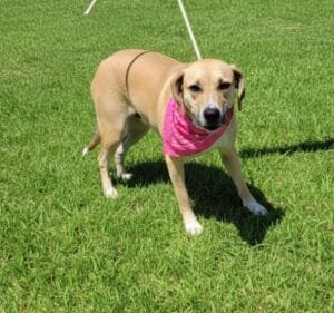 Feira Campet acontece neste domingo em Campinas