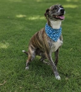José, 3 anos (Crédito: Divulgação)