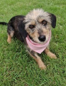 Amy, 3 anos (Crédito: Divulgação)