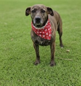 Tigresa, 3 anos (Crédito: Divulgação)