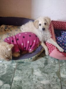 Cobasi celebra mais um ano de resultados expressivos em sua campanha social e reforça compromisso com a proteção animal