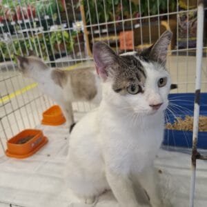 Cobasi celebra mais um ano de resultados expressivos em sua campanha social e reforça compromisso com a proteção animal