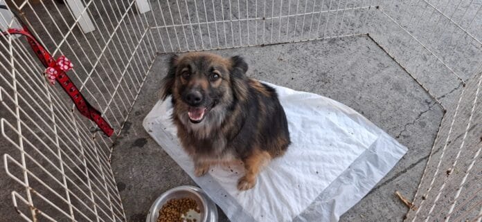 Cobasi celebra mais um ano de resultados expressivos em sua campanha social e reforça compromisso com a proteção animal