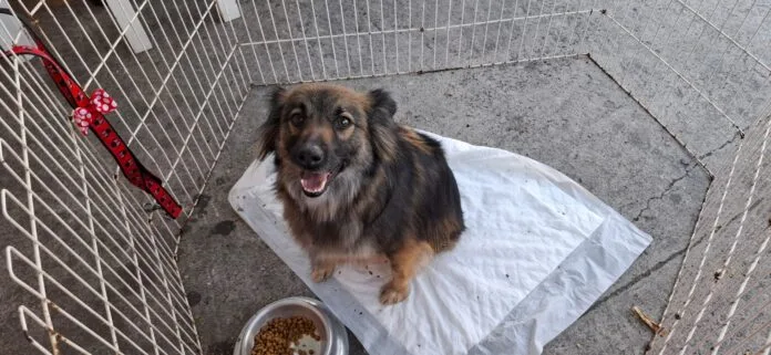 Cobasi celebra mais um ano de resultados expressivos em sua campanha social e reforça compromisso com a proteção animal