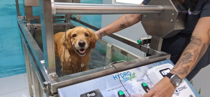 Qualittas realiza evento “Portas Abertas” com oficinas gratuitas em São Paulo Ação busca aproximar estudantes e interessados da rotina real da profissão veterinária
