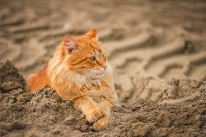 Gatos na praia?