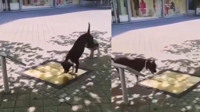 Cachorro vira artista de rua ao 