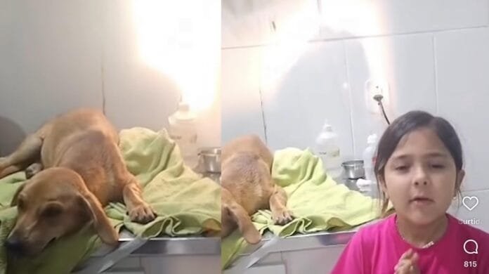 Menina de 7 anos emociona ao pedir mais empatia com animais de rua após cadela ser atropelada no RS