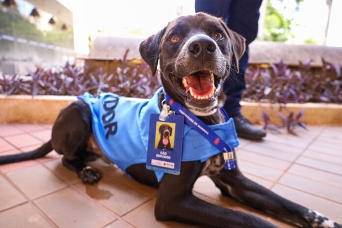 De resgatados a heróis: Maringá transforma cães abandonados em servidores públicos que mudam vidas