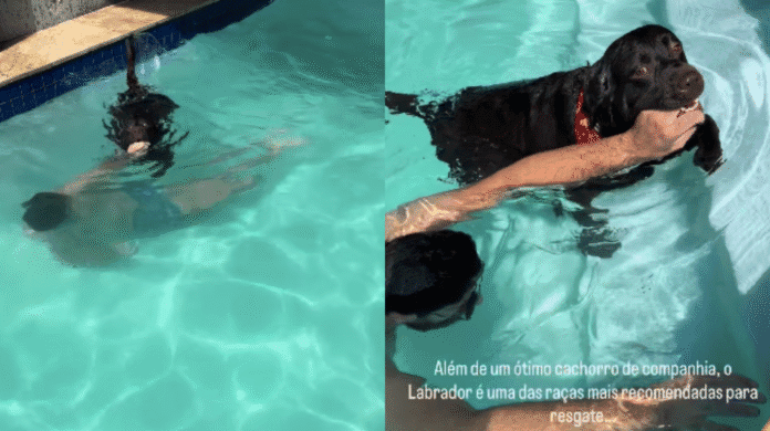 Vídeo de labradora salvando tutor de “afogamento” viraliza e impressiona nas redes sociais