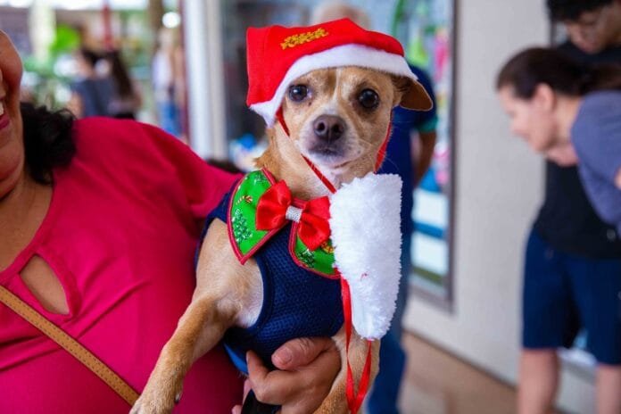 Natal Pet: Galleria Shopping promove tarde especial com adoção, oficinas e diversão para você e seu companheiro de quatro patas
