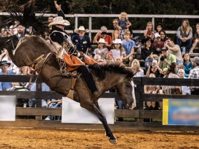 Prefeitura de Campinas reafirma defesa da lei que protege animais e proíbe rodeios no município