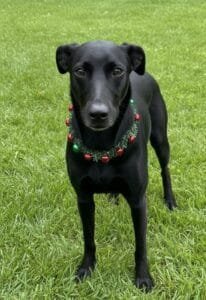 Feira de Adoção Especial de Natal acontece neste domingo no Centro de Convivência de Campinas (SP)