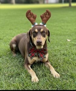 Feira de Adoção Especial de Natal acontece neste domingo no Centro de Convivência de Campinas (SP)