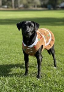 Feira de Adoção Especial de Natal acontece neste domingo no Centro de Convivência de Campinas (SP)