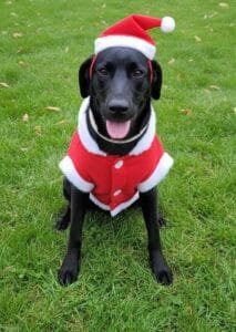 Feira de Adoção Especial de Natal acontece neste domingo no Centro de Convivência de Campinas (SP)