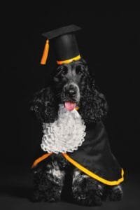 Creche faz formatura de "fim de ano letivo" para cachorros. Veja as fotos!