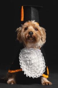 Creche faz formatura de "fim de ano letivo" para cachorros. Veja as fotos!