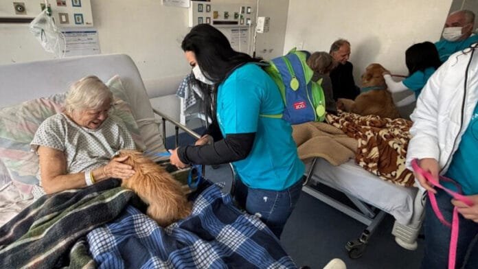 Cães terapeutas levam conforto a mais de mil pacientes em hospital paulista
