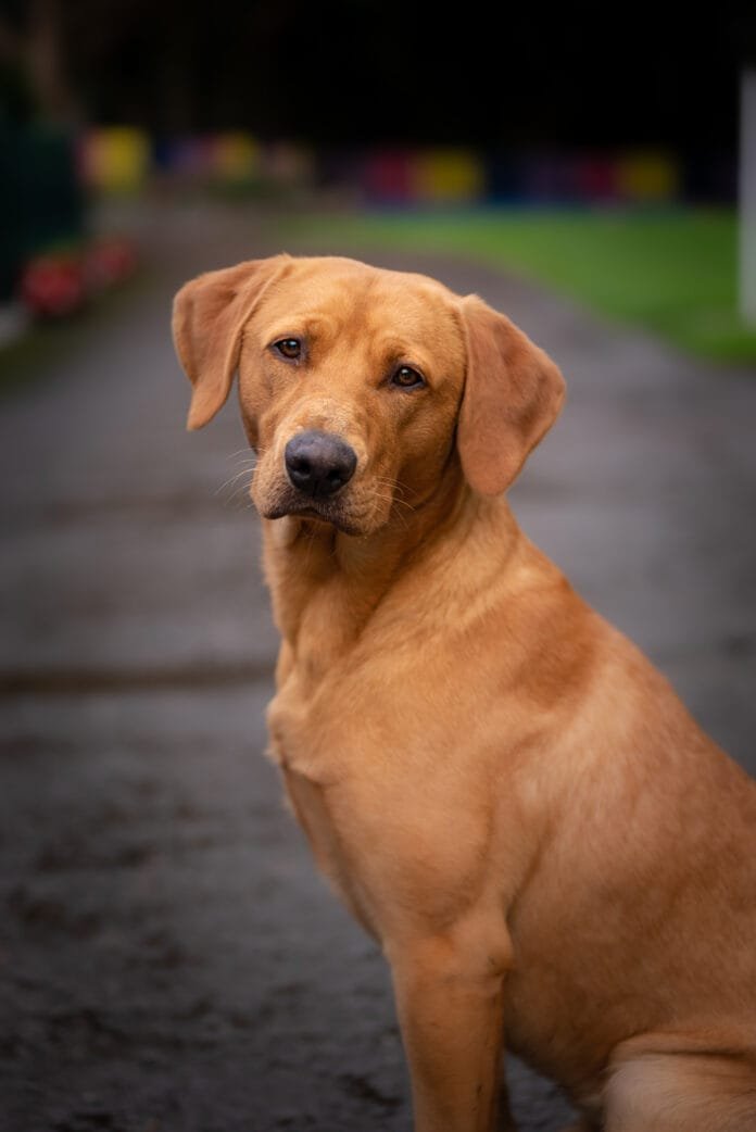 Pesquisa inédita revela o mapa genético do vira-lata caramelo brasileiro