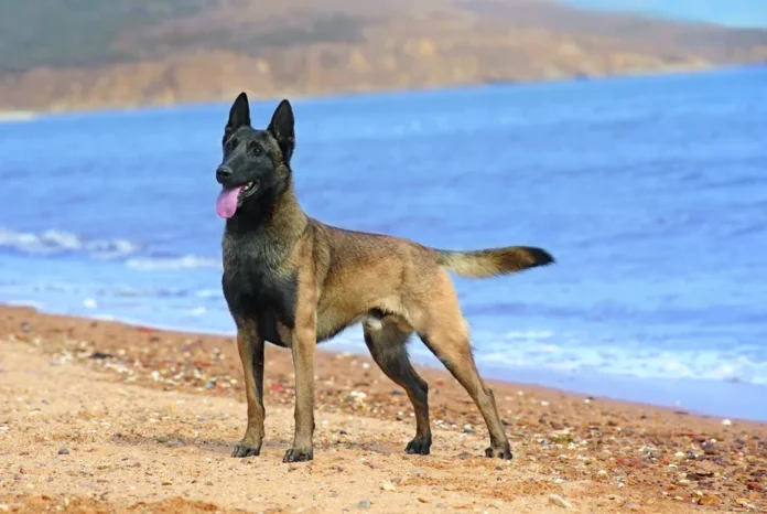 Pastor Belga Malinois é eleito o cão mais inteligente do mundo em novo estudo