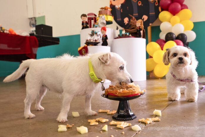 Campinas registra 104 estabelecimentos de hospedagem para pets e consolida segmento em alta no mercado