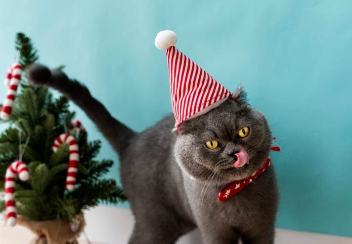 Gatos sem donos escrevem para o “Miau Noel” com pedidos emocionantes em campanha de Natal da AmiCat’s