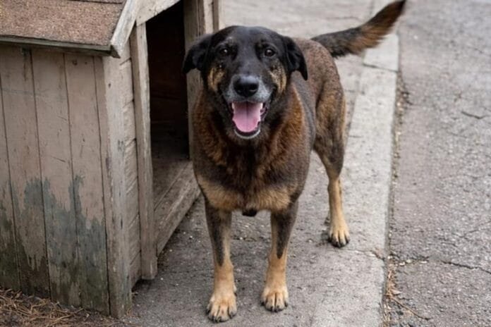 UBSs de SP usam maus-tratos a animais para prevenir violência interpessoal