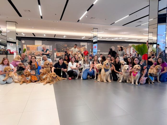 Encontro de Golden Retrievers movimenta o Butantã Shopping neste domingo