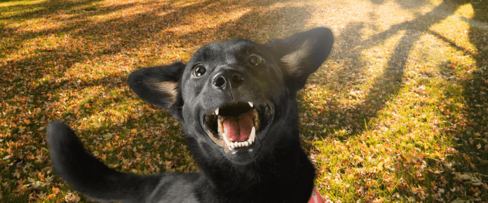 Empresa transforma pelagens de cães de abrigo em cores de tinta e doa parte da venda para protetores