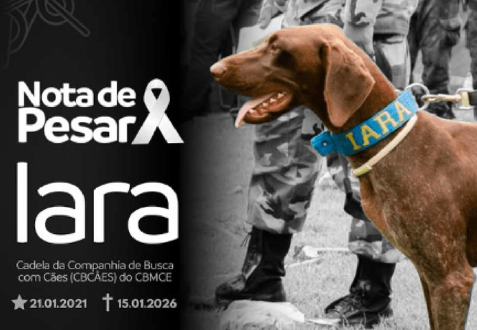 Torção Gástrica: a emergência silenciosa que tirou a vida da Iara durante missão de resgate