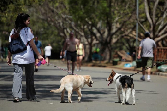 Cobasi transforma praça em SP em galeria a céu aberto dedicada à adoção e ao amor pelos pets