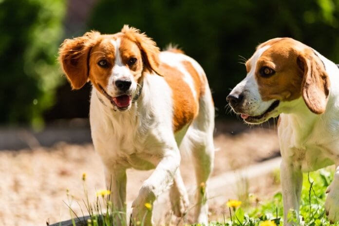 Campinas Shopping promove Feira de Adoção Pet neste final de semana
