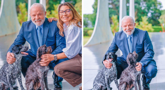 Presidente sanciona campanha Julho Dourado: um marco para a proteção e bem-estar animal no Brasil