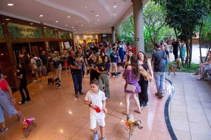 Shopping de Campinas recebe encontro de Cavaliers com feirinha de adoção neste fim de semana