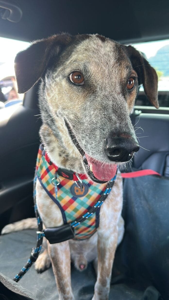 Enjoo de movimento pode afetar cães e gatos durante as viagens