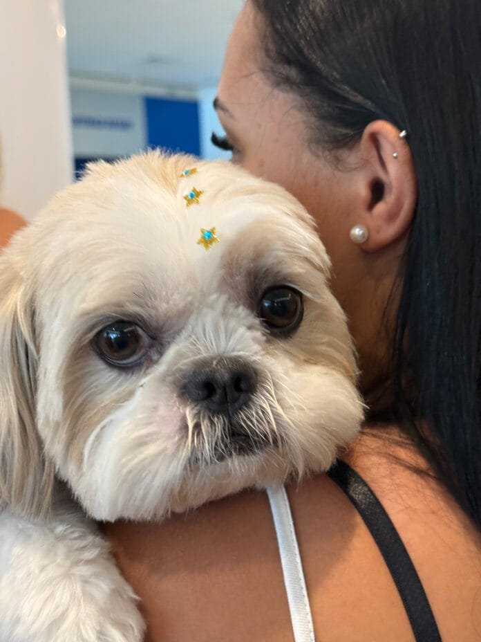 São Bernardo Plaza recebe feira de adoção de cães e gatos neste domingo