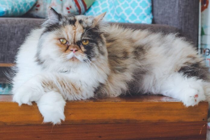 Coceira sem fim? Seu pet pode estar sofrendo com alergia a pulgas