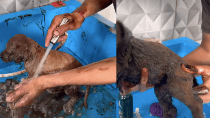 Cachorrinha coberta de piche ganha nova chance e transformação emociona a internet