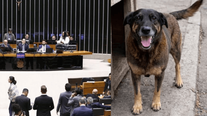 Câmara aprova urgência para projeto que prevê internação de menores por crueldade extrema contra animais